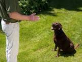 Become A Dog Trainer