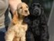 Cocker Spaniel Puppy Training