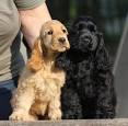 Cocker Spaniel Puppy Training