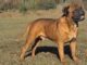 Bullmastiff Training