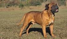 Bullmastiff Training