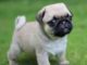 Pug Training