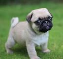 Pug Training