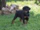 Doberman Training