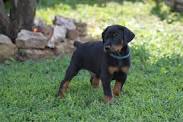 Doberman Training