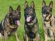 Canine Training