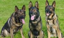 Canine Training