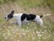 Pointer Training