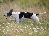 Pointer Training