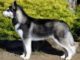 Husky Training