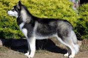 Husky Training