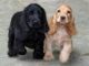 Cocker Spaniel Pups