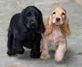 Cocker Spaniel Pups