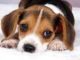 How To Deal With A Whining Puppy