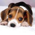 How To Deal With A Whining Puppy