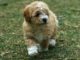 Cocker Spaniel Poodle Mix