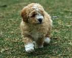 Cocker Spaniel Poodle Mix
