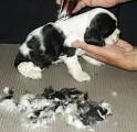Cocker Spaniel Grooming