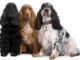 English Cocker Spaniel Breeders