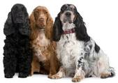 English Cocker Spaniel Breeders