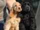 Cocker Spaniel Breeders