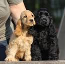 Cocker Spaniel Breeders