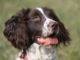 Spaniel Training