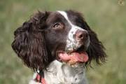 Spaniel Training
