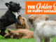 Puppy Socialization Classes Near Me