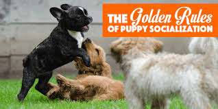 Puppy Socialization Classes Near Me
