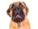 Whining In Adult Dogs