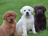 Lab Dog Training Tips