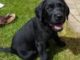 Black Lab Training