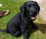 Black Lab Training