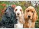 Cocker Spaniel Club