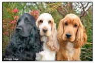 Cocker Spaniel Club