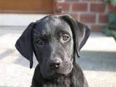 Labrador Retriever Training