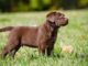 Chocolate Lab Training
