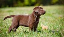 Chocolate Lab Training