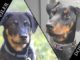 Top 5 Protective Dogs