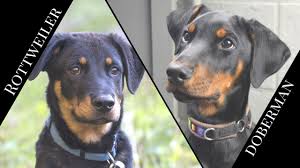 Top 5 Protective Dogs