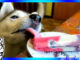 Dog Popsicle's