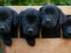 10 Best Dogs For Working Owners