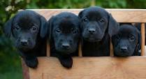 10 Best Dogs For Working Owners