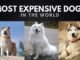 Most Expensive Dogs In The World