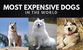 Most Expensive Dogs In The World