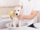 Puppy's First Bath