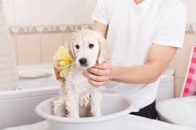 Puppy's First Bath