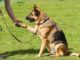 Teaching Your Dog How To Give A Paw Trick