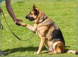 Teaching Your Dog How To Give A Paw Trick